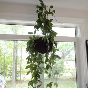 Hoya