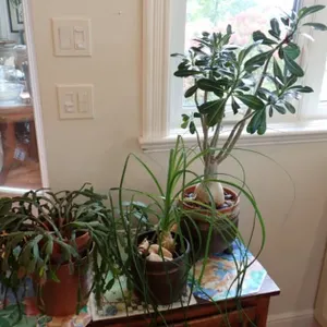 Ponytail, Cactus & Desert Rose