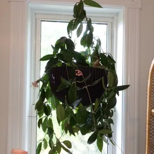 Hoya in Hanging Basket