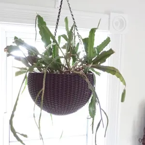 Orchid Cactus
