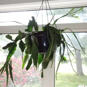 Orchid Cactus (Epiphyllum)