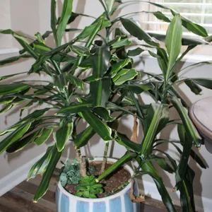 Dracaena Potted Plant
