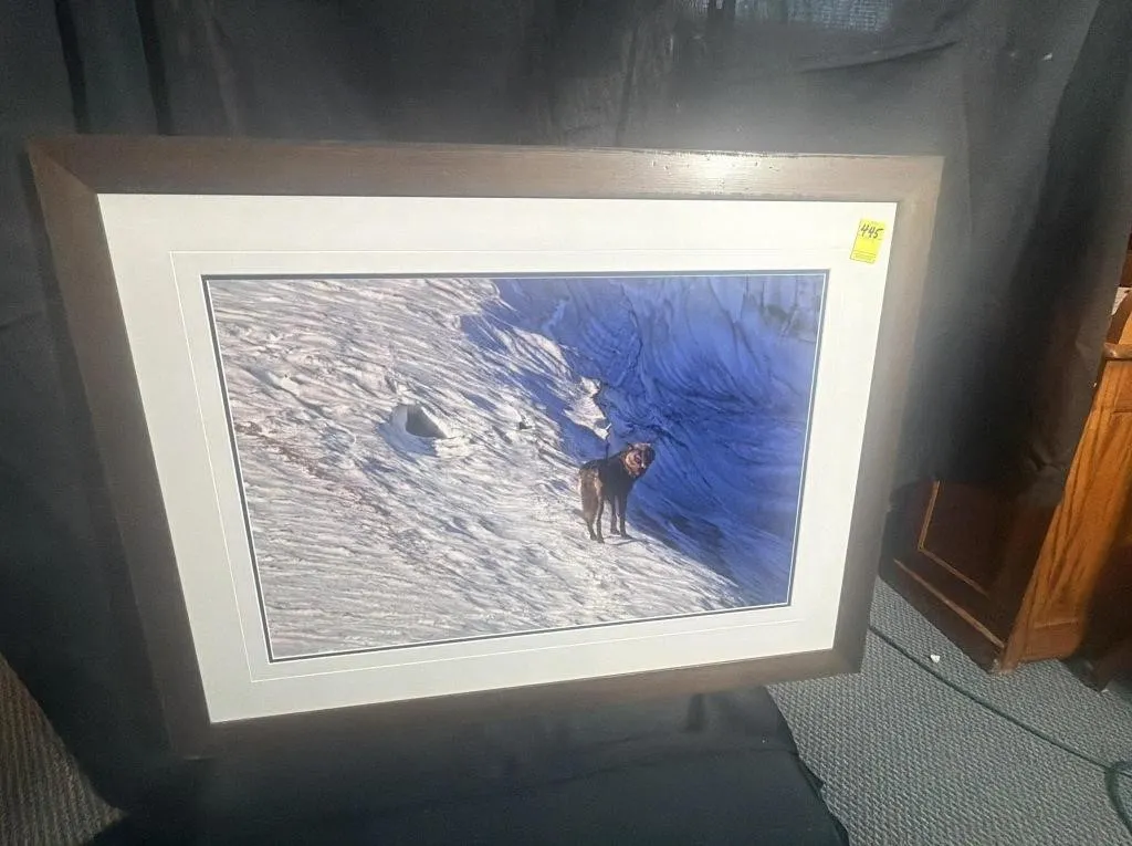 Signed Wildlife Photography: Wolf in Snow