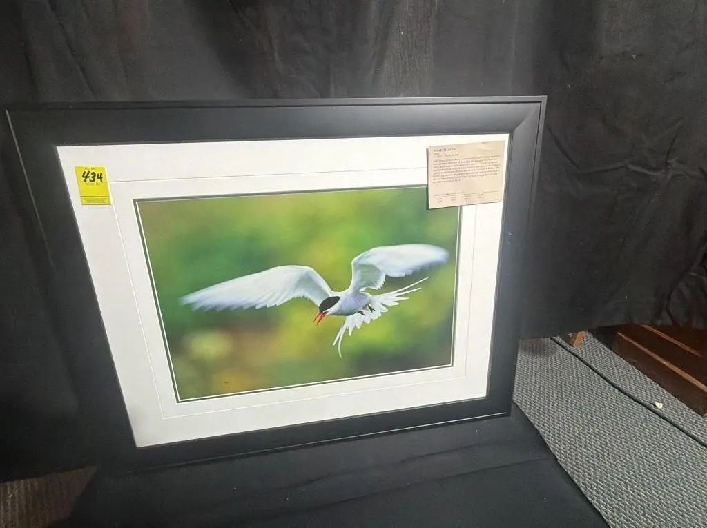 Wind Dancer Arctic Tern Framed Print