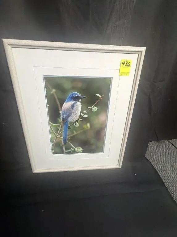 Framed Limited Edition Blue Jay Print
