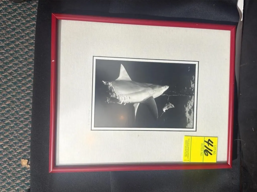 Chris Adair Underwater Shark Photography