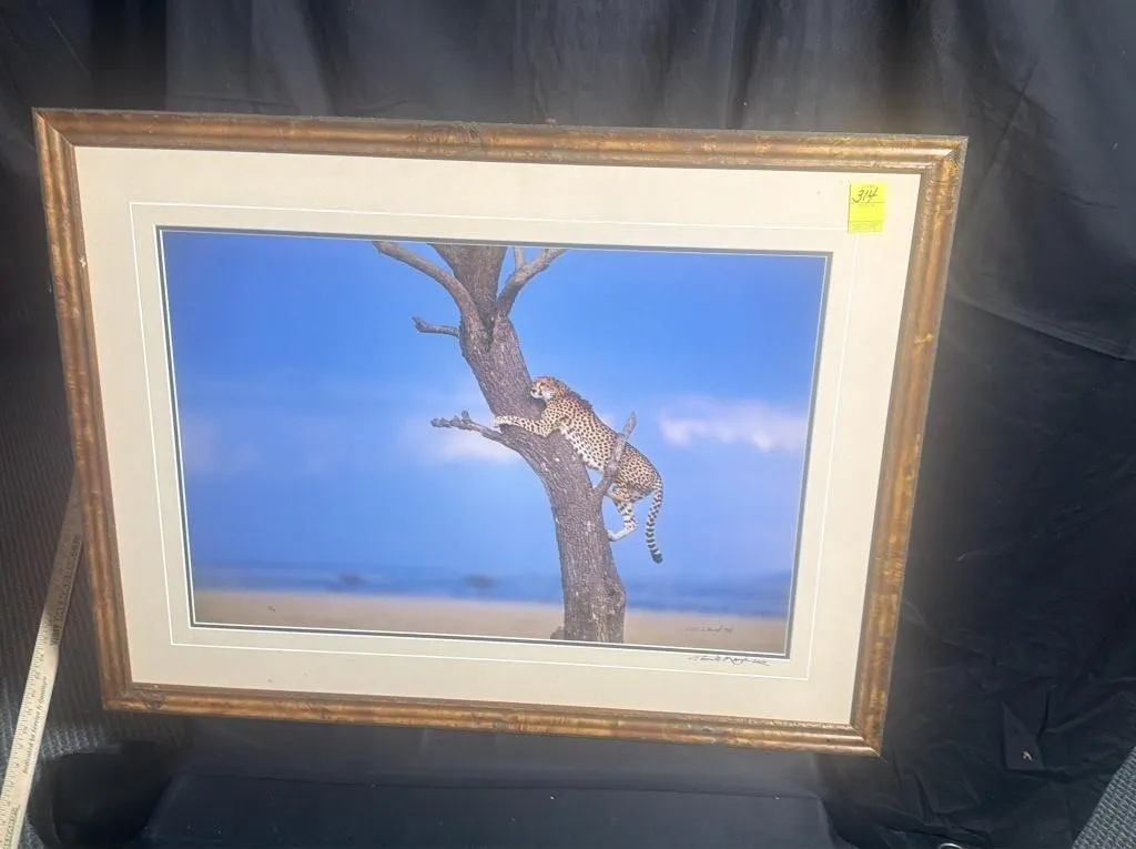 Thomas D. Mangelsen Framed Cheetah Photograph