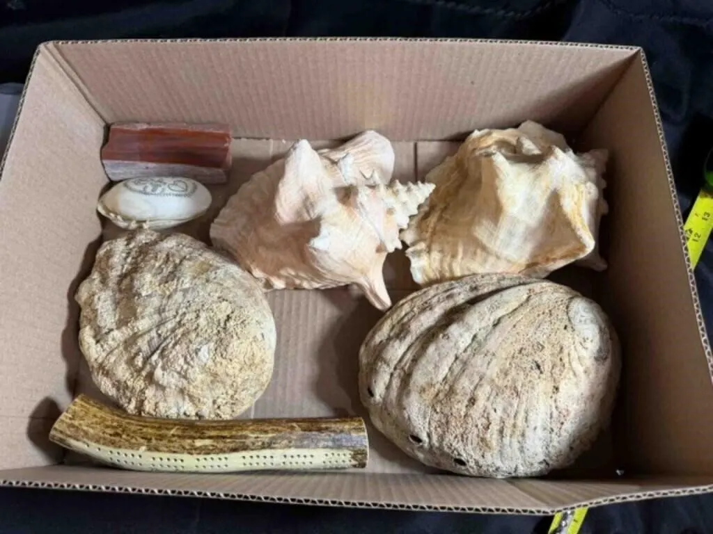 BOX OF 2 SEA SHELLS, 2 ROCKS, DEER ANTLER