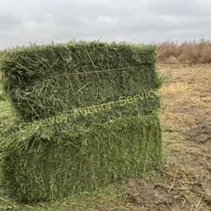 Alfalfa Secondcut -small square bales for pick up
