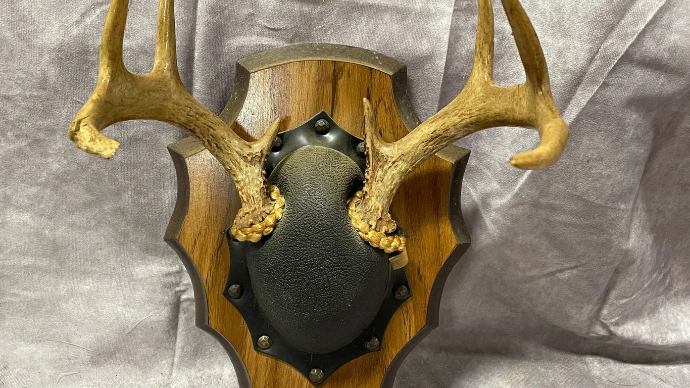 White Tail Deer Mount (Neenah,WI)