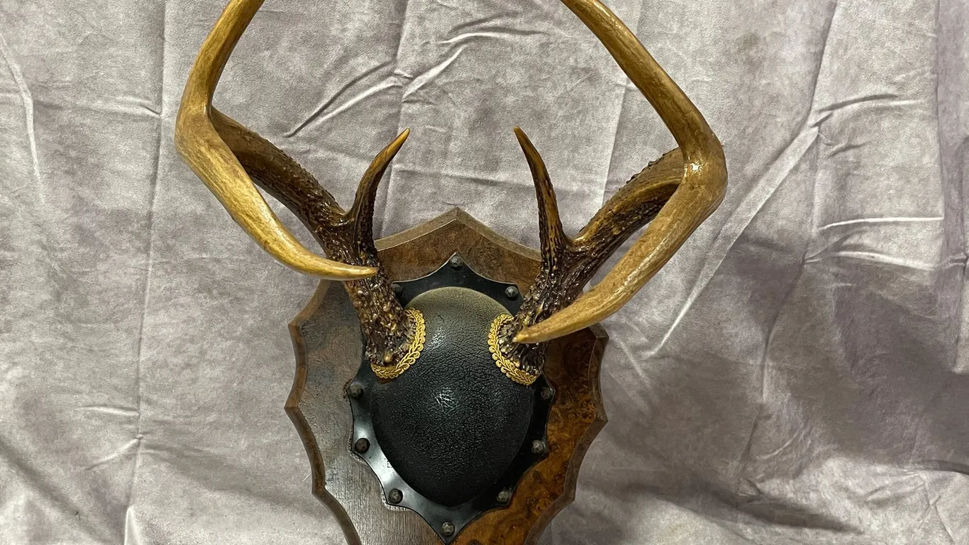 White Tail Deer Mount (Neenah,WI)