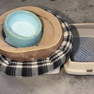 Cat Items