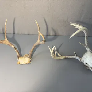 Two Deer Racks