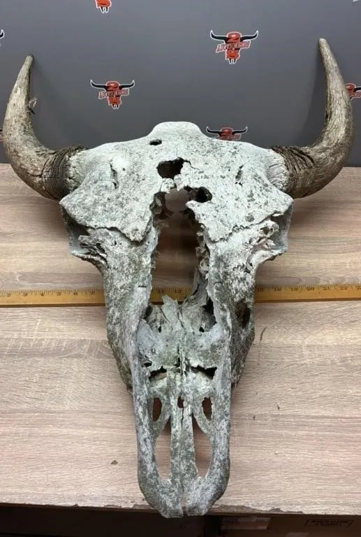 Old Bison Skull. *NO SHIPPING
