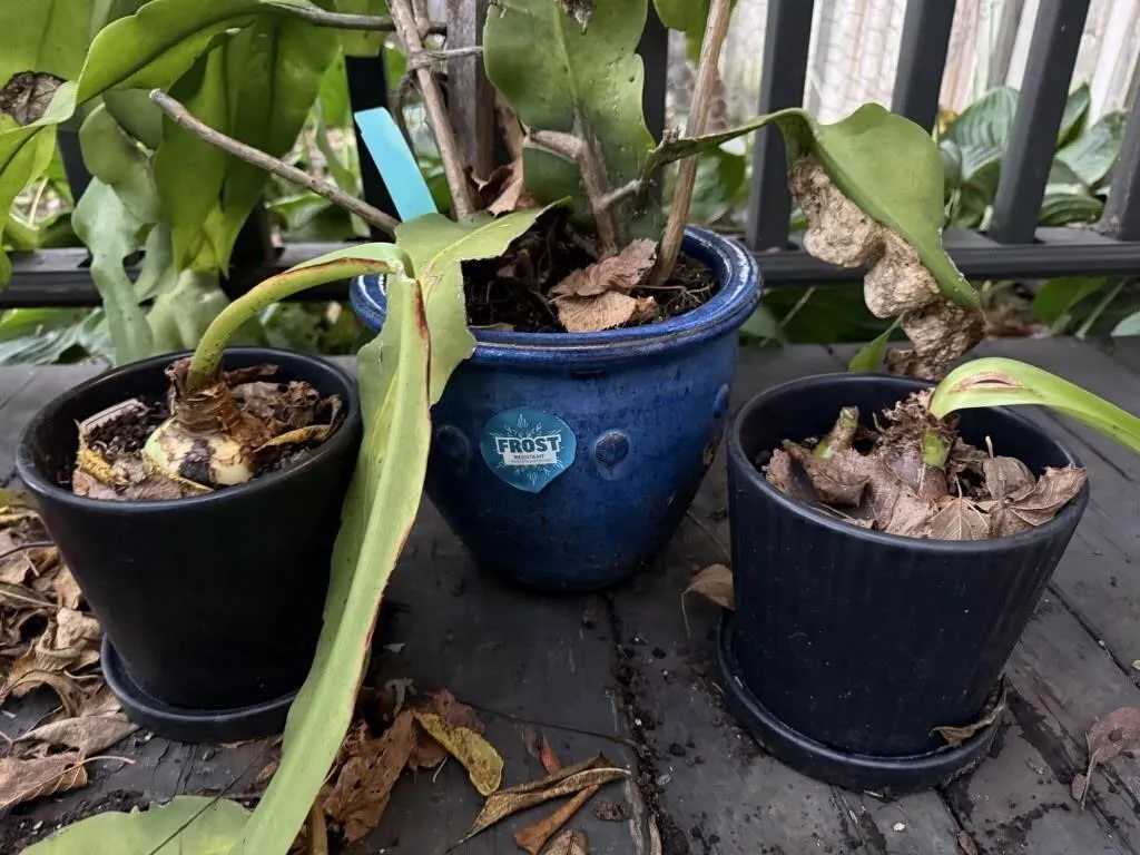 Flower pots (3), contents included