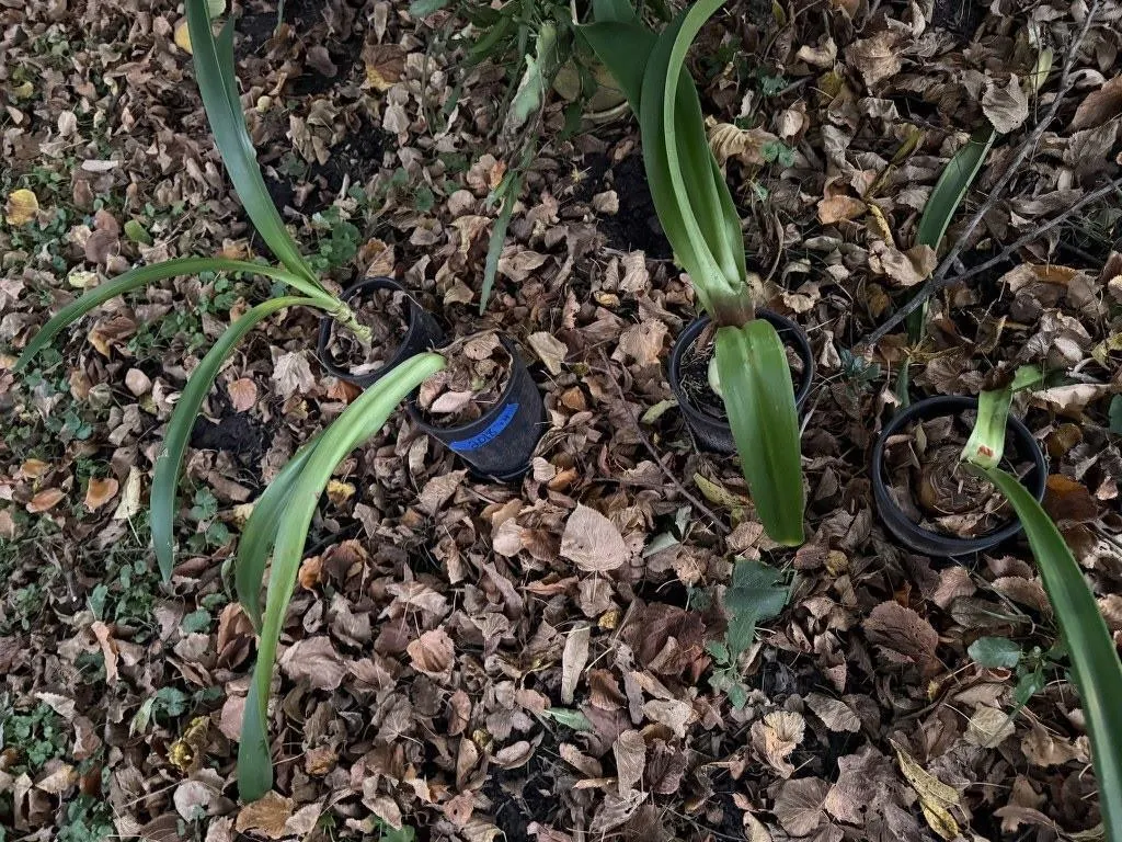 Flower pots, bulbs included