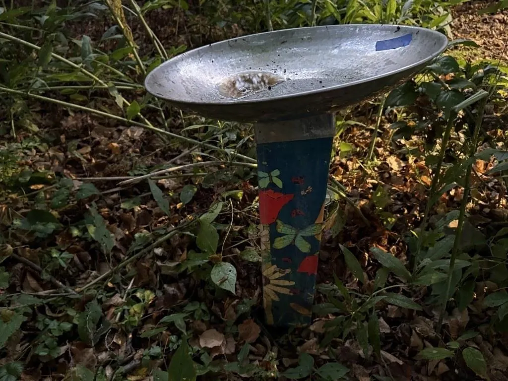 Bird bath