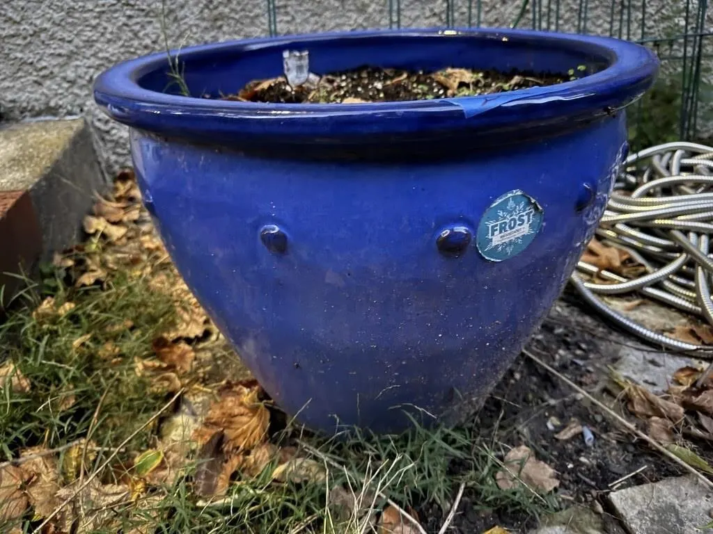 Flower pot, contents included