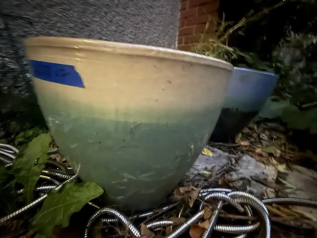 Flower pots (2), contents included