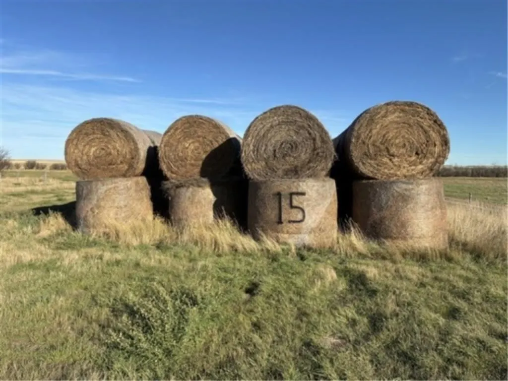 Kochia/Durum (2025 Crop) (Stack #15)