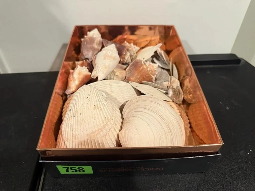 Box of sea shells, sand dollars