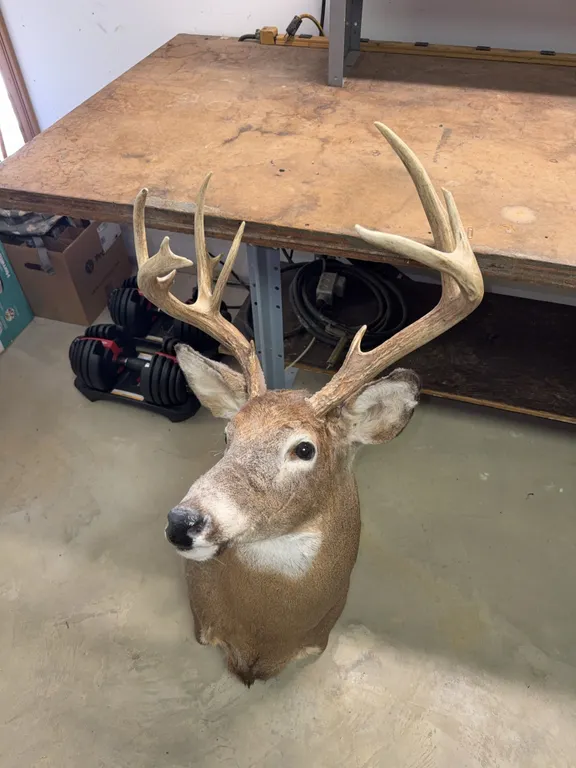 White tail buck deer mount