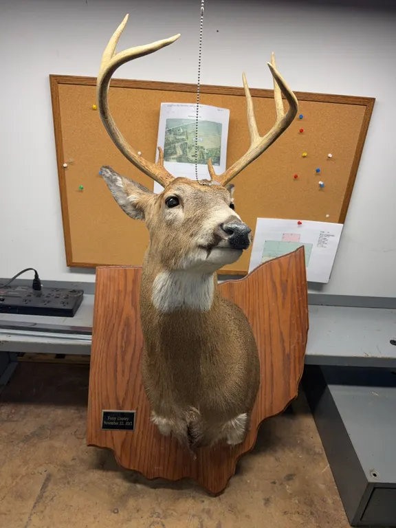 White tail buck deer mount