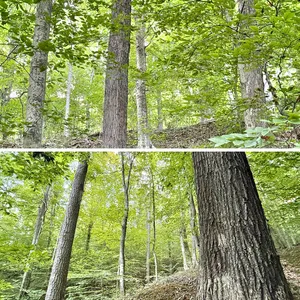 49+/- Acres Lincoln County WV Land Auction