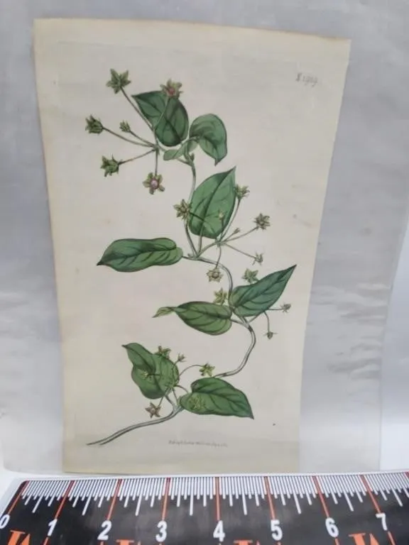Antique Hand-Colored Botanical Print