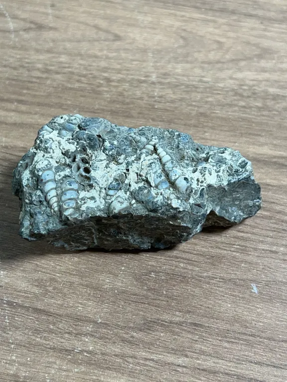 Fossiliferous Rock with Visible Orthoceras Fossils