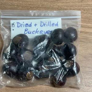 Bag of 15 Dried and Drilled Buckeye Seeds for Craft Use
