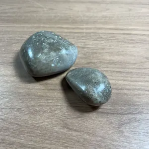 Polished Petoskey Stones Pair Fossil Coral Specimens