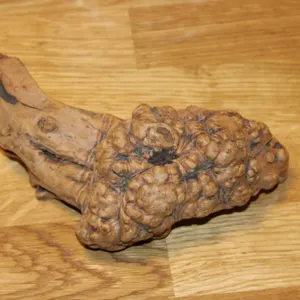 Natural Burl Wood Growth Specimen for Display or Craft