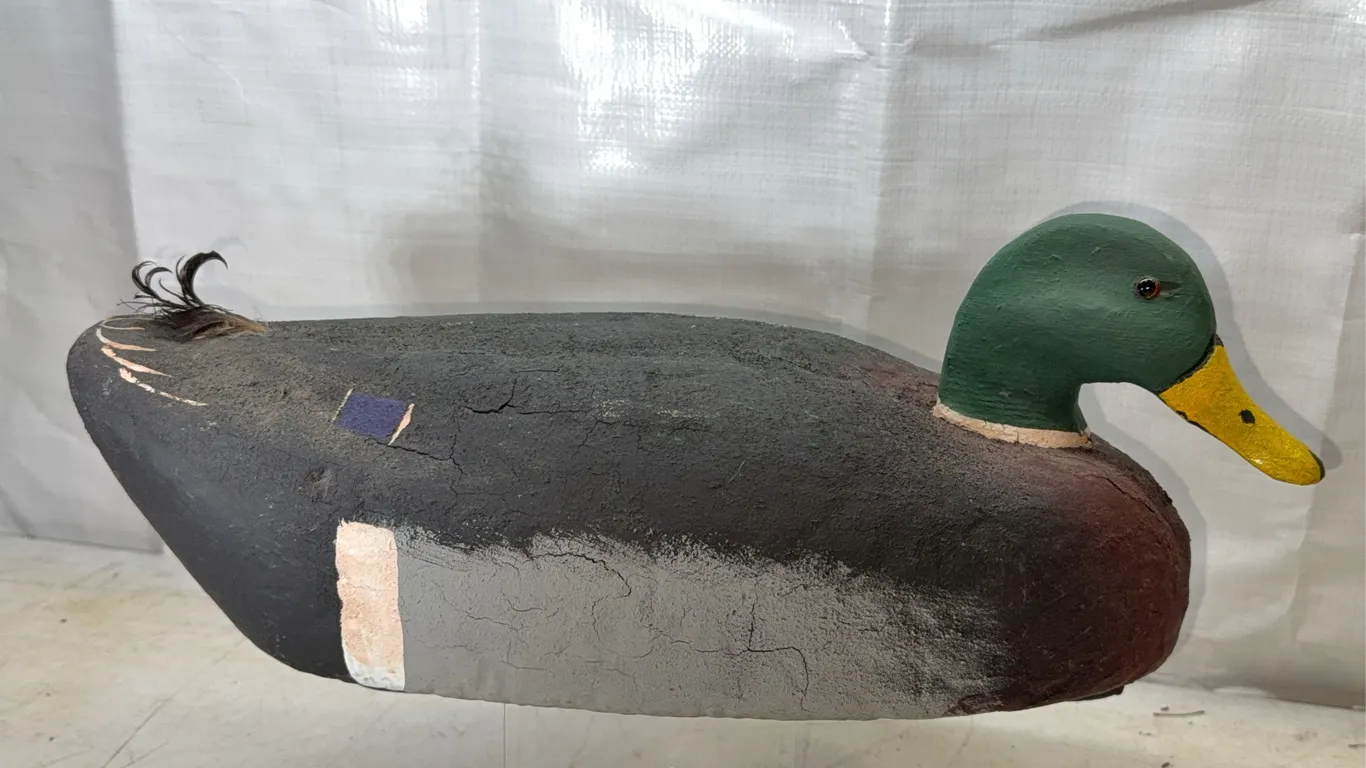 Vintage Mallard Drake Duck Decoy with Natural Curled Tail Feathers
