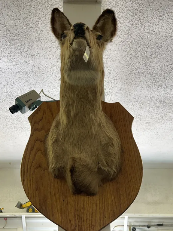 Doe Taxidermy
