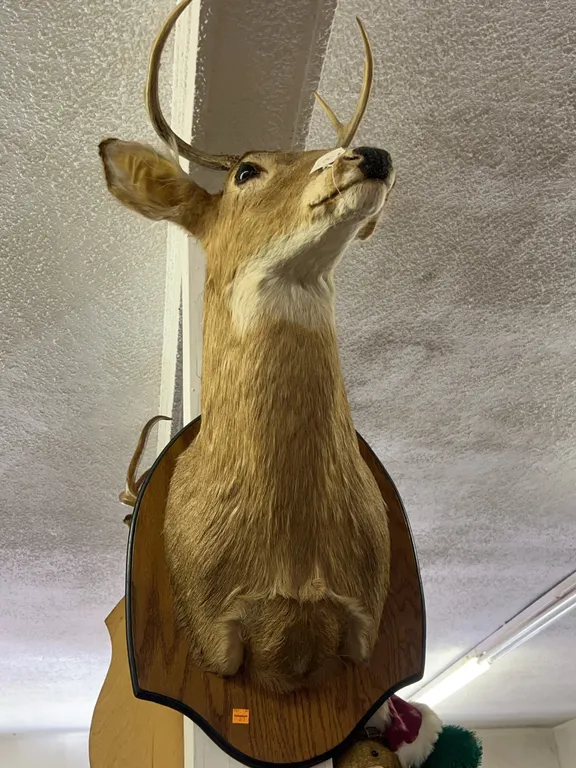 8pt Buck Taxidermy