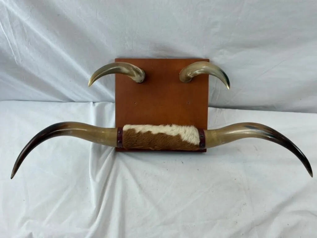 Mounted Cattle Horn Wall Decor