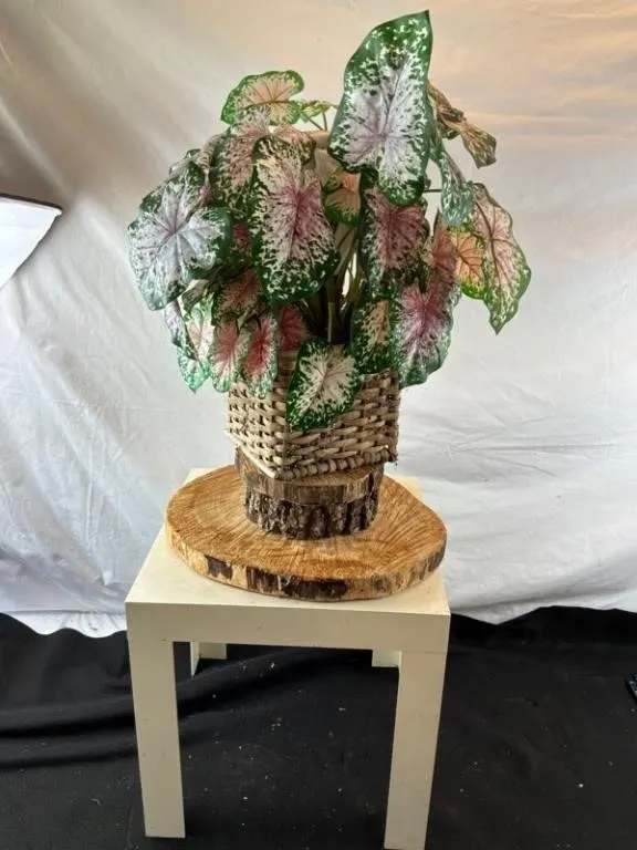 Caladium-Style Plant Display w/ Basket & Table