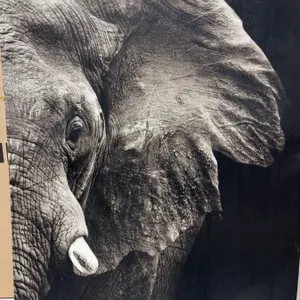Black and White Elephant Canvas Wall Art
