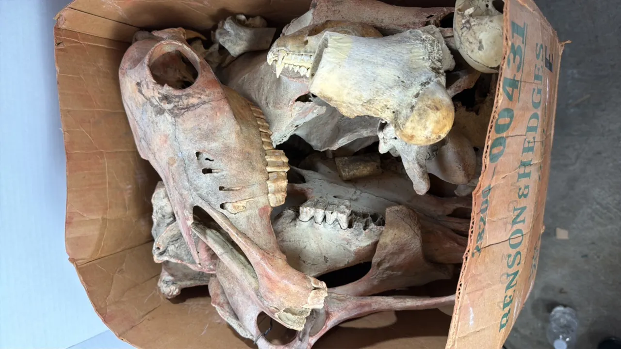 Lot of Skulls