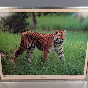 Framed Minnesota Zoo Siberian Tiger Poster Signed