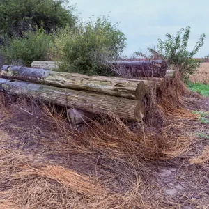 (15) REA Power Poles-17FT