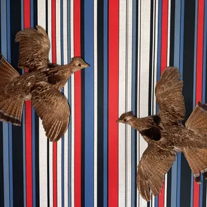 Ruffled Grouse Taxidermy Mounts