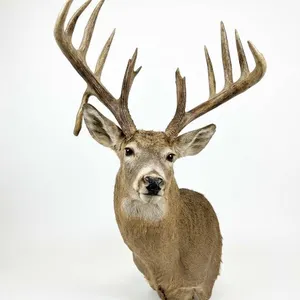 Large Whitetail Deer Taxidermy Shoulder Mount with Tagged Antlers