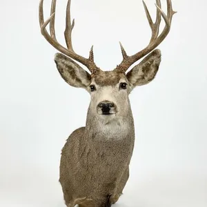 Trophy Mule Deer Shoulder Mount, Boone & Crockett Scored 172 With Tag, Large Antlers