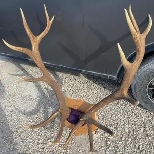 Large Elk Antler Set on Wood Mount