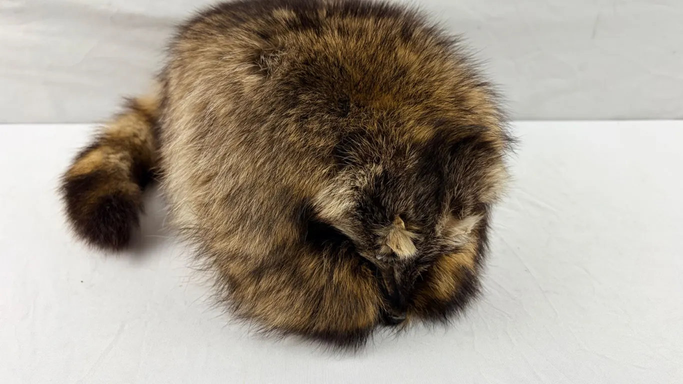 Animal Pelt Hat