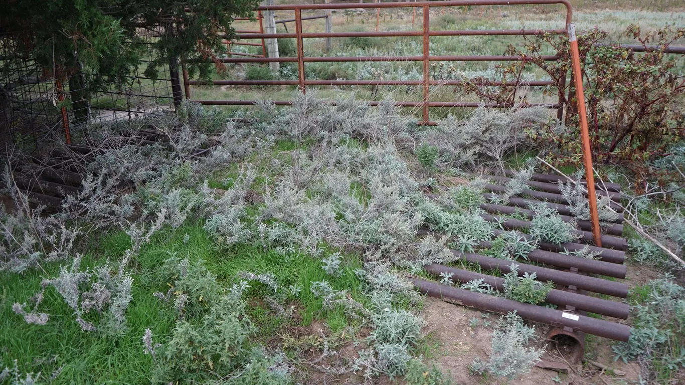 Cattle Guard