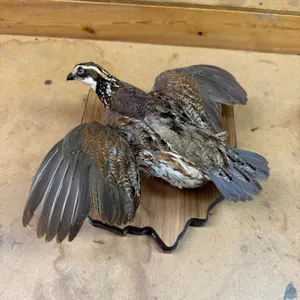 Taxidermy Pheasant Mount