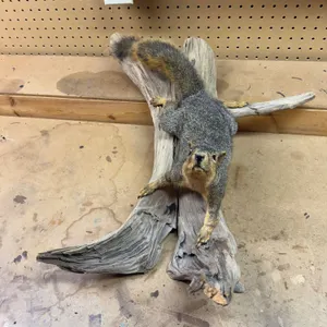 Taxidermy Squirrel on Driftwood